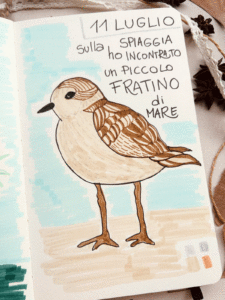 Disegno di un fratino di mare